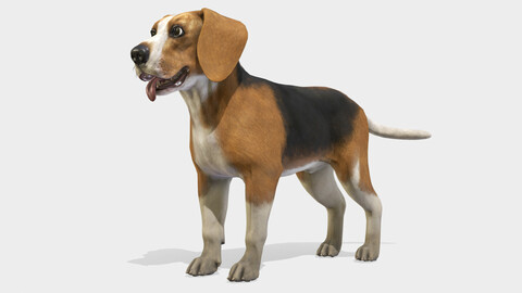 Dog - Beagle