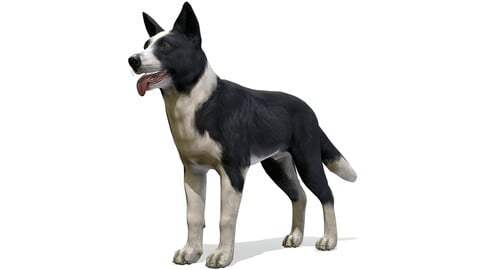 Dog - Border Collie