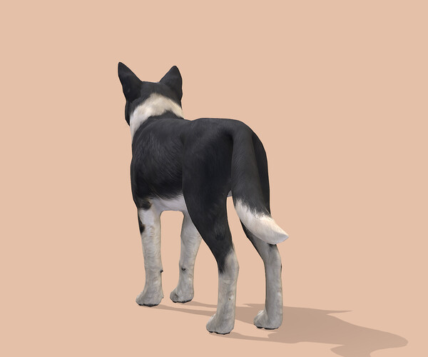 ArtStation - Dog - Border Collie | Game Assets