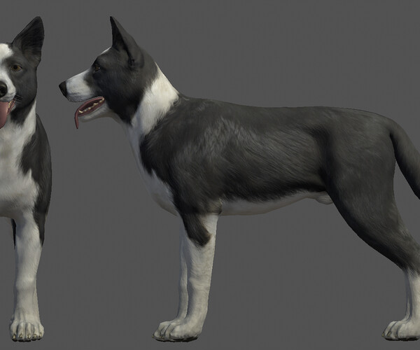 ArtStation - Dog - Border Collie | Game Assets