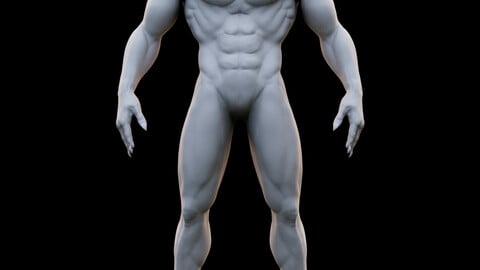 Human Muscular Body