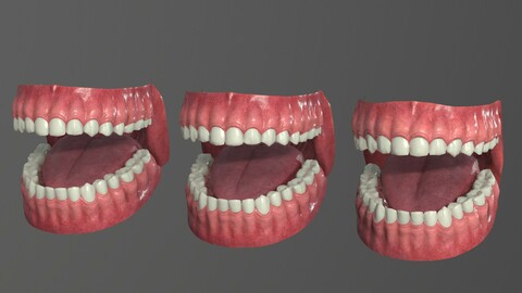 Human Teeth Model