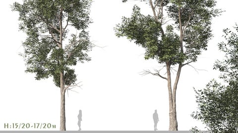Set of Eucalyptus Robusta Trees (Swamp mahogany) (2 Trees) ( 3Ds MAX - Blender - Cinema4D - FBX - OBJ )