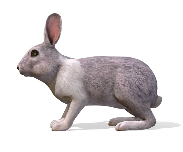 ArtStation - Rabbit | Game Assets