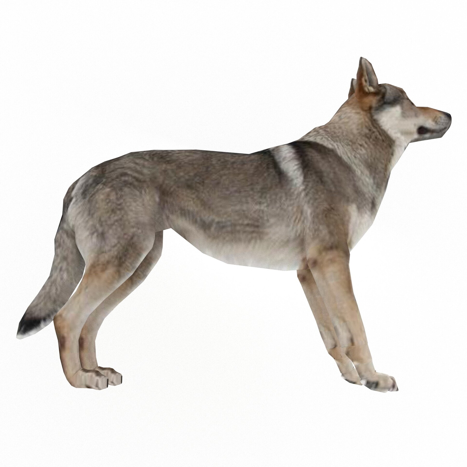 Wolf models. Модель волка. Волк 3d модель. Волк Евразии. Модель волка МЧС.