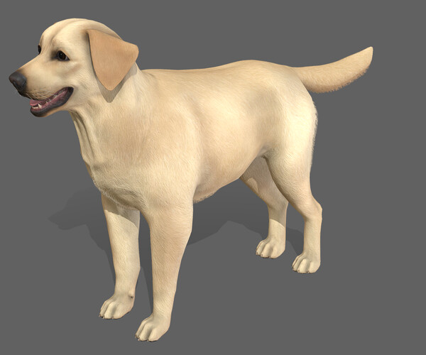 ArtStation - Dog - Labrador | Game Assets