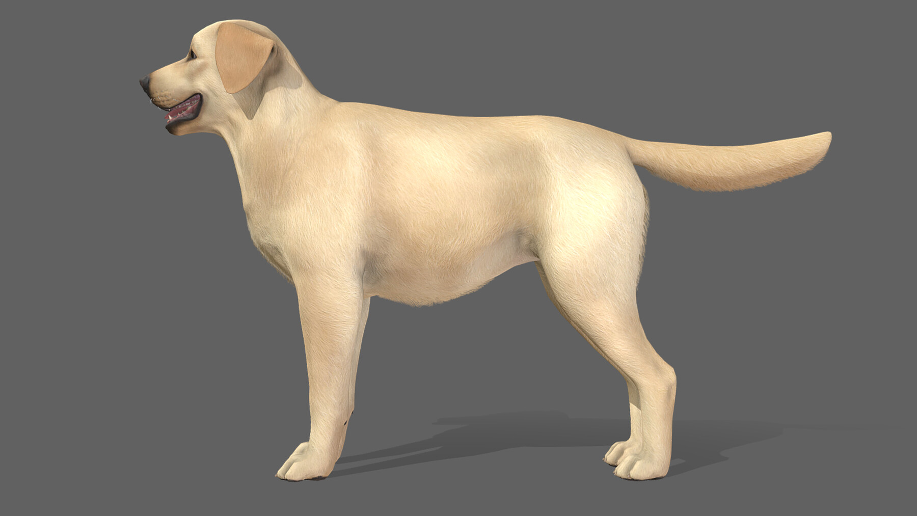 ArtStation - Dog - Labrador | Game Assets