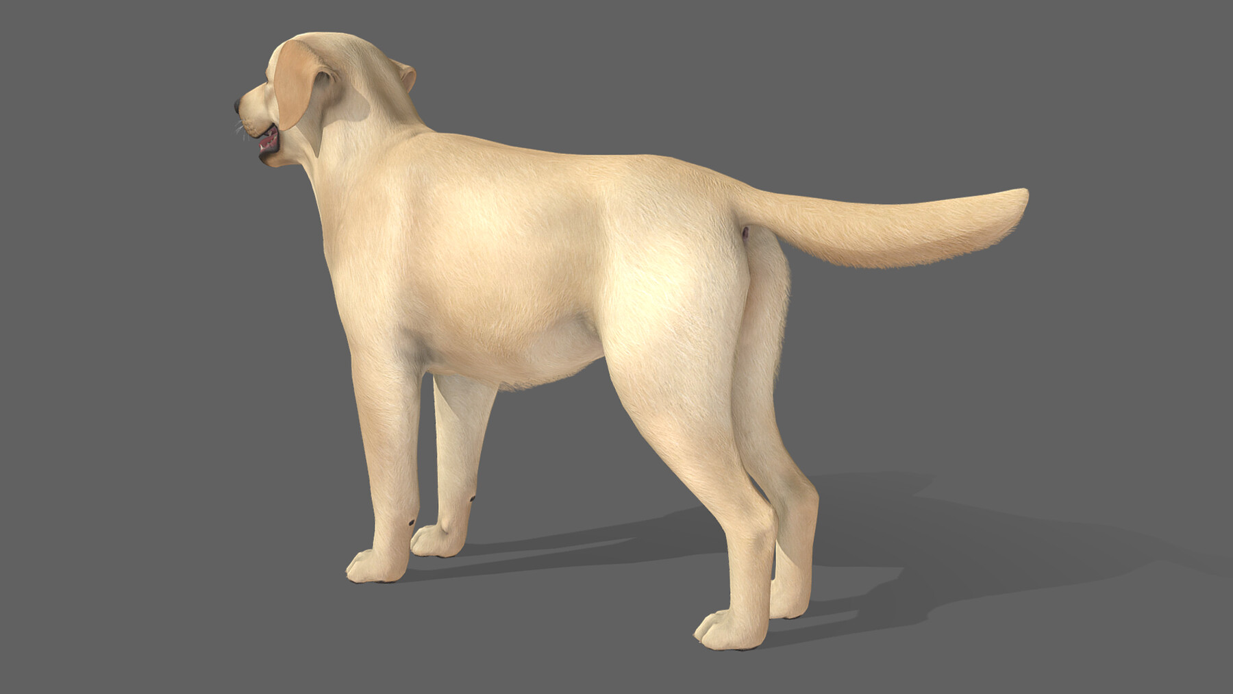 ArtStation - Dog - Labrador | Game Assets