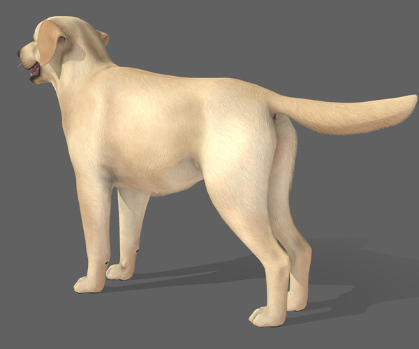 ArtStation - Dog - Labrador | Game Assets
