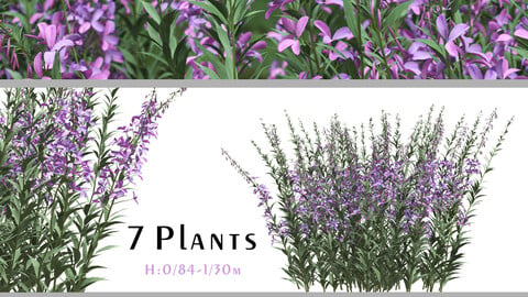 Set of Epilobium Angustifolium Plant (Willow Herb) (7 Plants) ( 3Ds MAX - Blender - Cinema4D - FBX - OBJ )