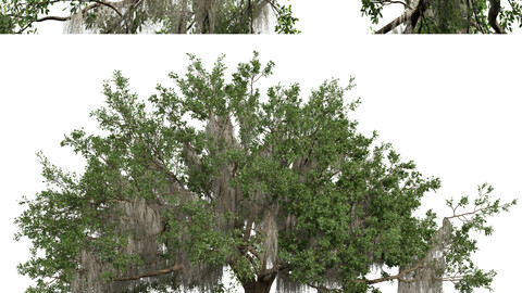 Angel Oak Live Tree Spanish Moss Fractal