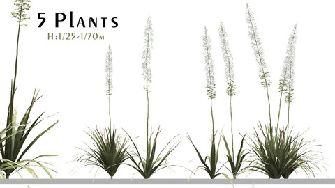 Set of Eremurus Himalaicus Plant (Foxtail Lily) (5 Plants) ( 3Ds MAX - Blender - Cinema4D - FBX - OBJ )