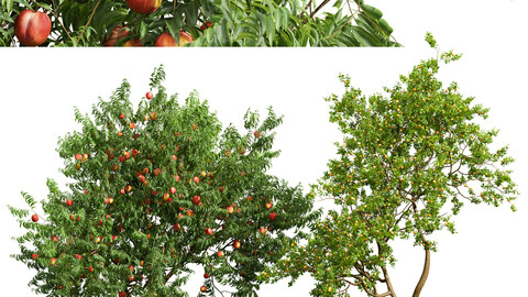 Amygdalus Persica Peach and Armeniaca Vulgaris Prunus-fruit trees