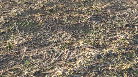 Dry Grass 15 PBR Material