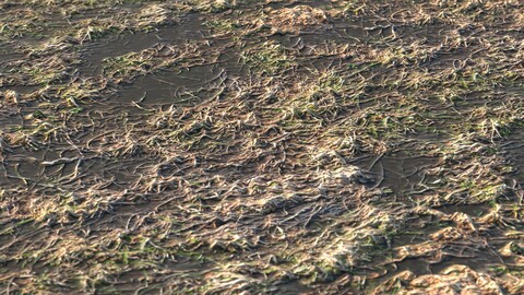 Dry Grass 20 PBR Material