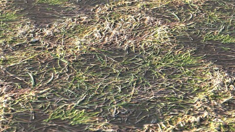 Grass 27 PBR Material