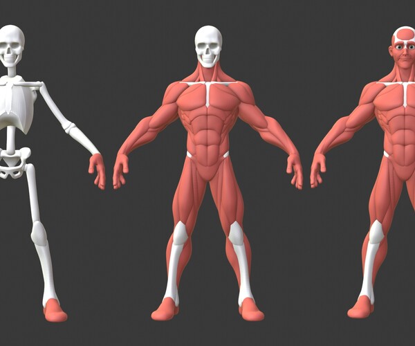 ArtStation - Stylized Male Anatomy Ecorche | Resources