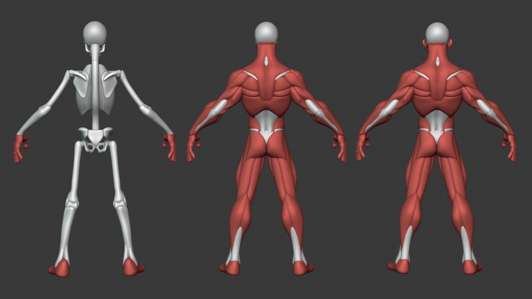 ArtStation - Stylized Male Anatomy Ecorche | Resources