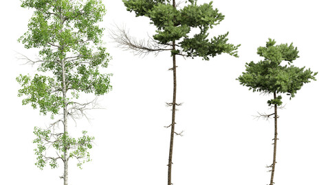 Pinus Echinata and Populus Tremuloides
