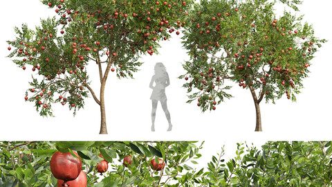 Punica Granatum Pomegranate Fruit tree