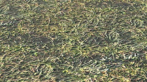 Grass 25 PBR Material