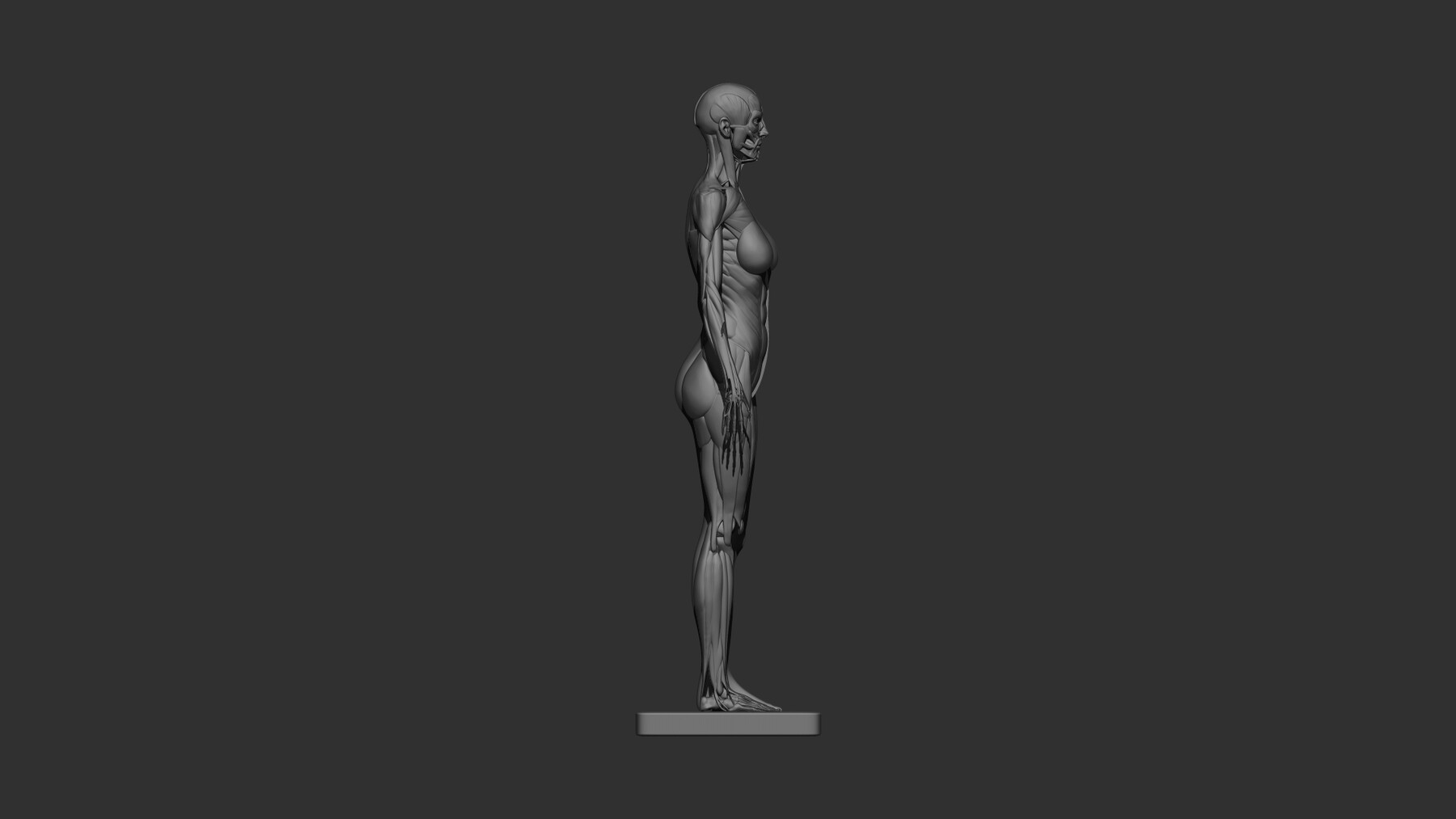 ArtStation female anatomy 3d rint Resources