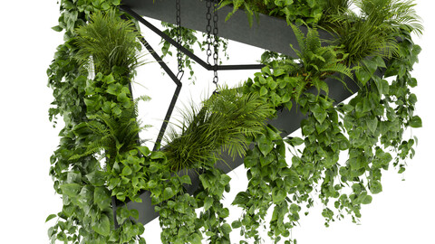 Collection plant vol 381 - pothos - hanging - ampelous - blender - 3dmax - cinema 4d