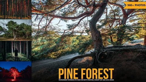 980+ Pine Forest Reference Pictures