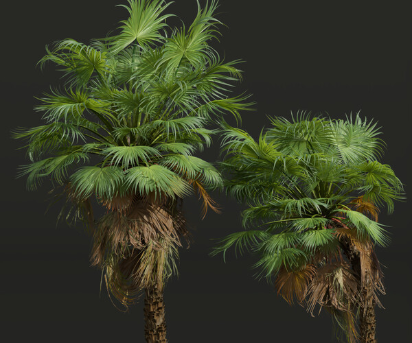 ArtStation Acoelorrhaphe Wrightii Small Palm Tree Resources