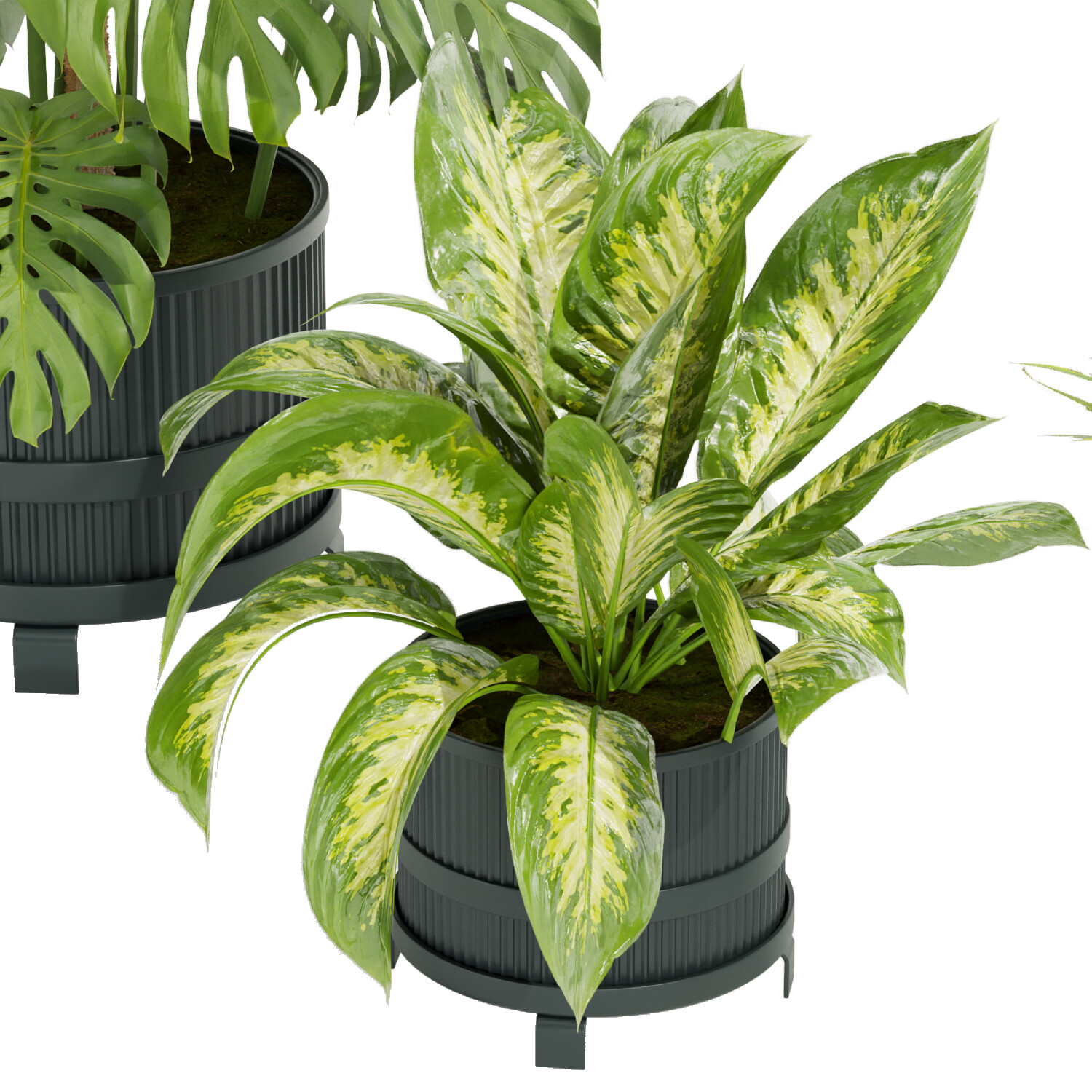 ArtStation - Collection plant vol 384- indoor - palm - aglaonema - fern ...