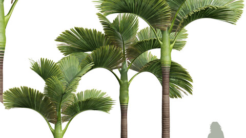 Areca Catechu Decorative Garden