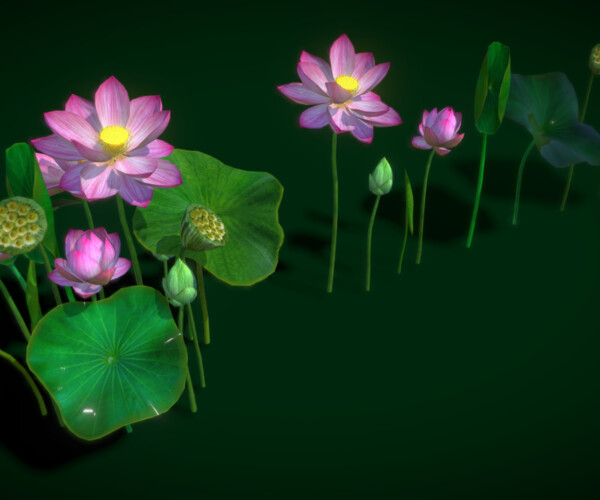 ArtStation - Flower Nelumbo Nucifera | Game Assets