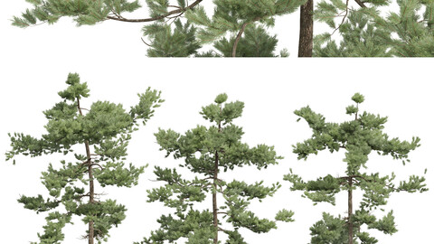 New Plant High detail Pinus Echinata03 Tree