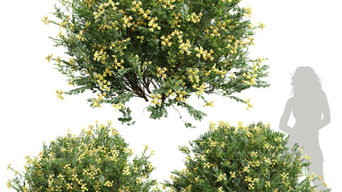 New Plant Coronilla Valentina Glauca Flower Bush