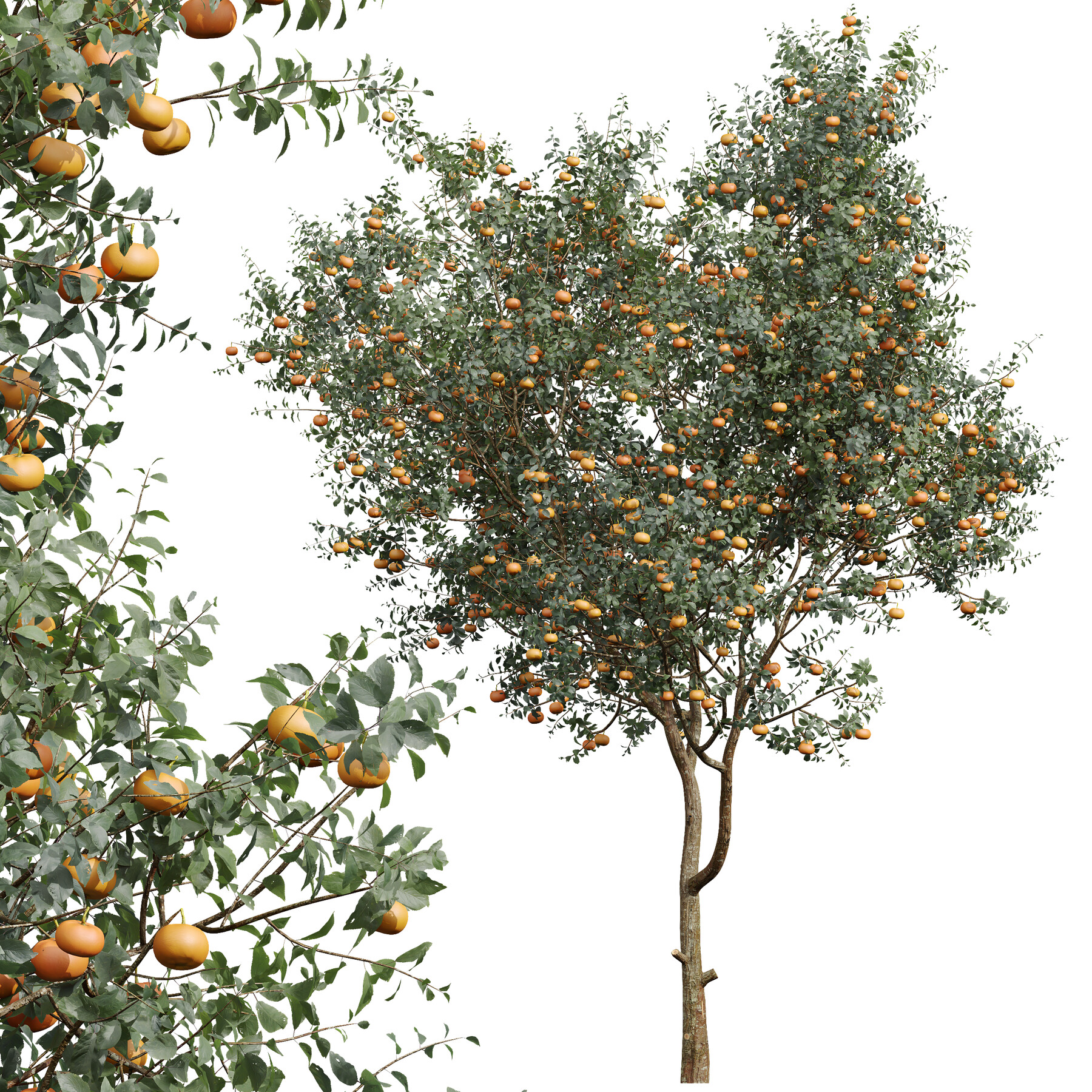 ArtStation - New Plant Citrus Dancy Mandarin Tangerine Fruit Tree ...