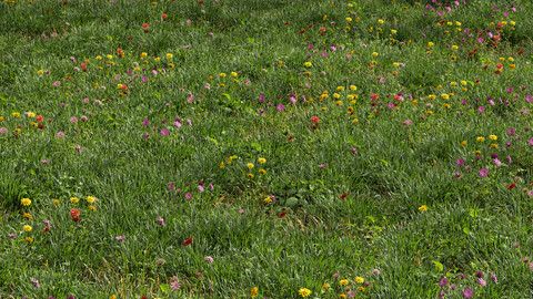 Meadow Lawn Grassland Set 012