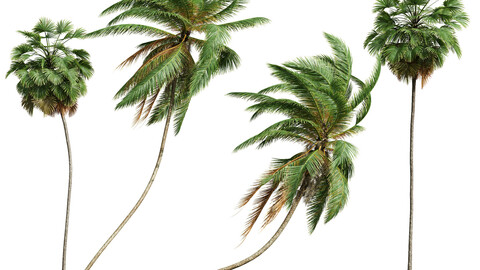 Cocos Nucifera Windy and Borassus Flabellifer -4 trees