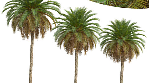 New Plant High detail Phoenix Canariensis 3Tree