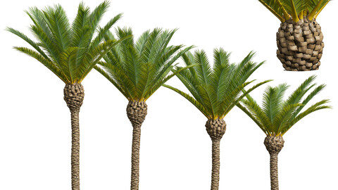Phoenix Canariensis Decorative Garden 4Tree