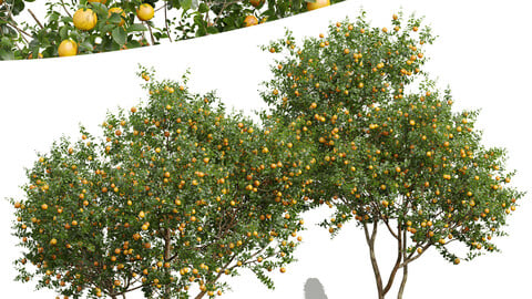 Citrus Sinensis Orange Arancio Fruit 2 Tree