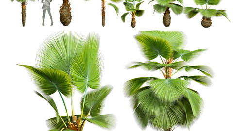 Pritchardia Pacifica Small Garden Decorative