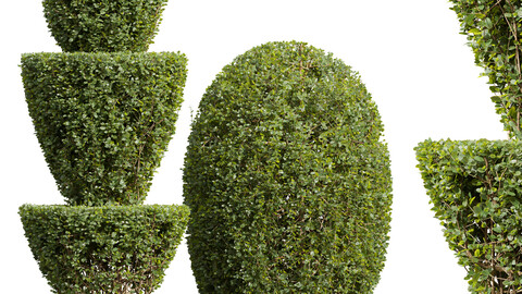 New Plant Ficus Concinna Bonsai Pruned04