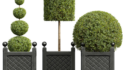 New Plant Ficus Concinna Bonsai Pruned09