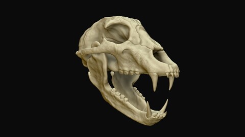 Bear Skull