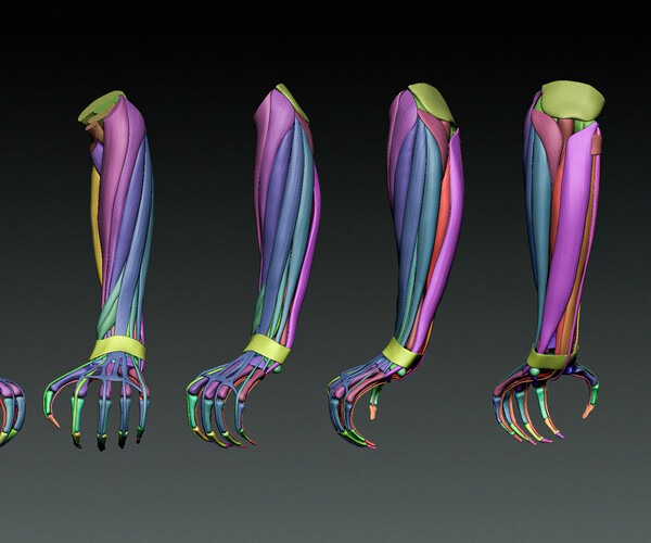ArtStation Arm Anatomy Resources
