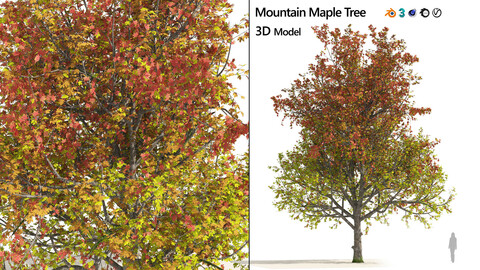 3 colored autumn mountain maple tree