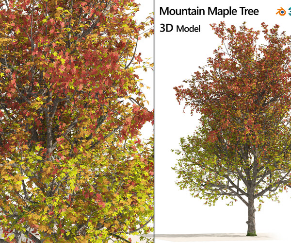 ArtStation 3 colored autumn mountain maple tree Resources