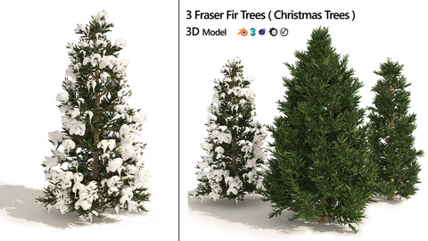 3 summer and winter Fraser Fir Christmas Trees