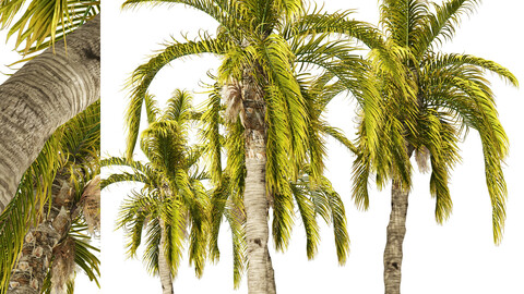 5 Queen Palm Trees
