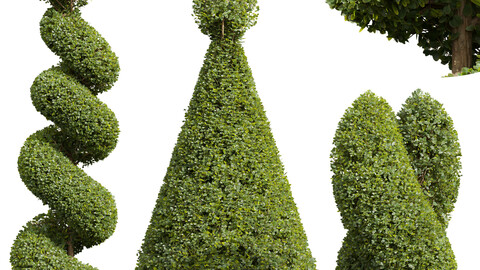 New Plant Ficus Concinna Bonsai Pruned12